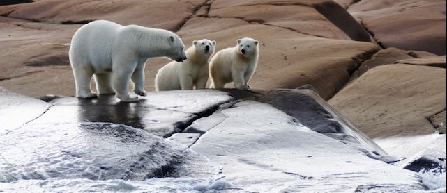 Polar Bears & Beluga Whales |  June 19 - 25, 2024 