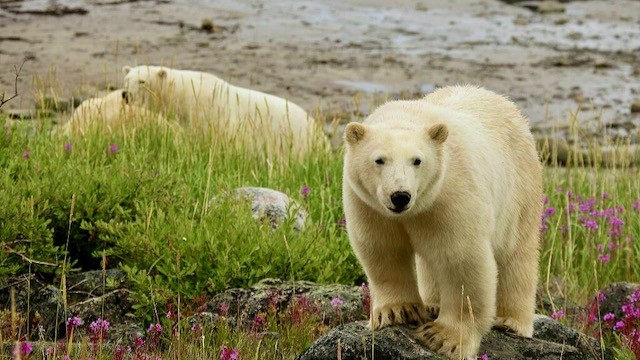 Polar Bears & Beluga Whales |  July 26 - August 1, 2024 