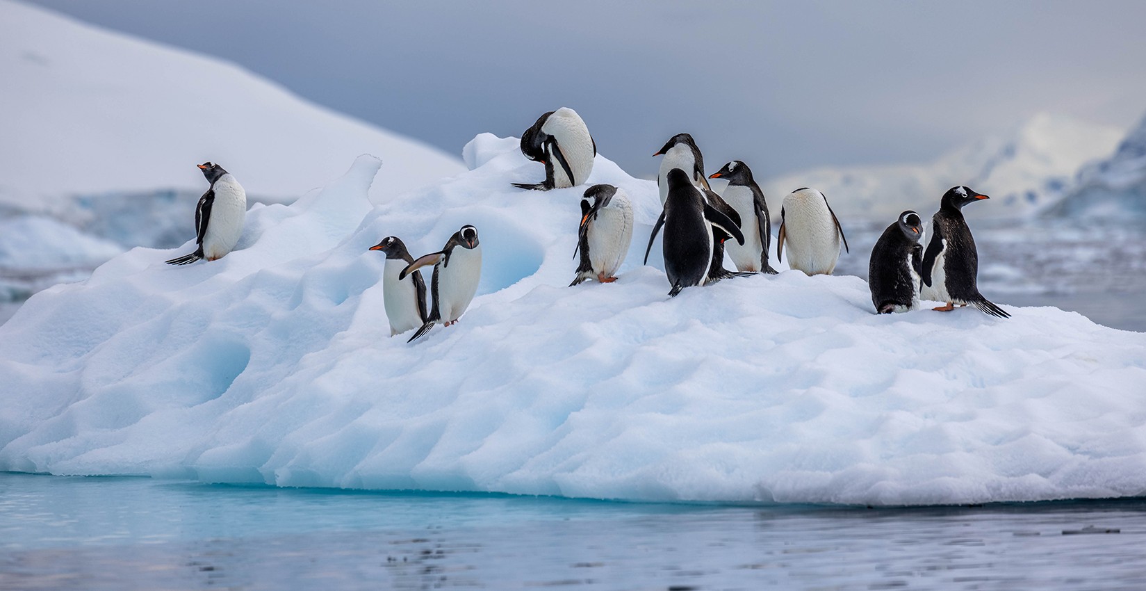 Antarctica Discovery | January 18 - 29, 2025