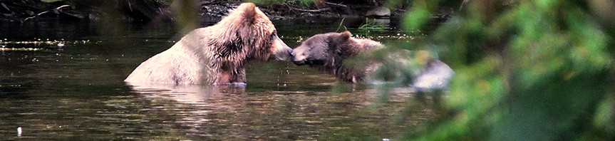 Discover Southeast Alaska Bears