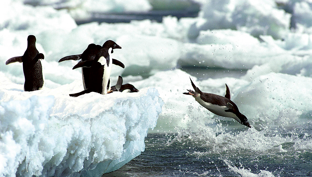 Penguins in Antarctica