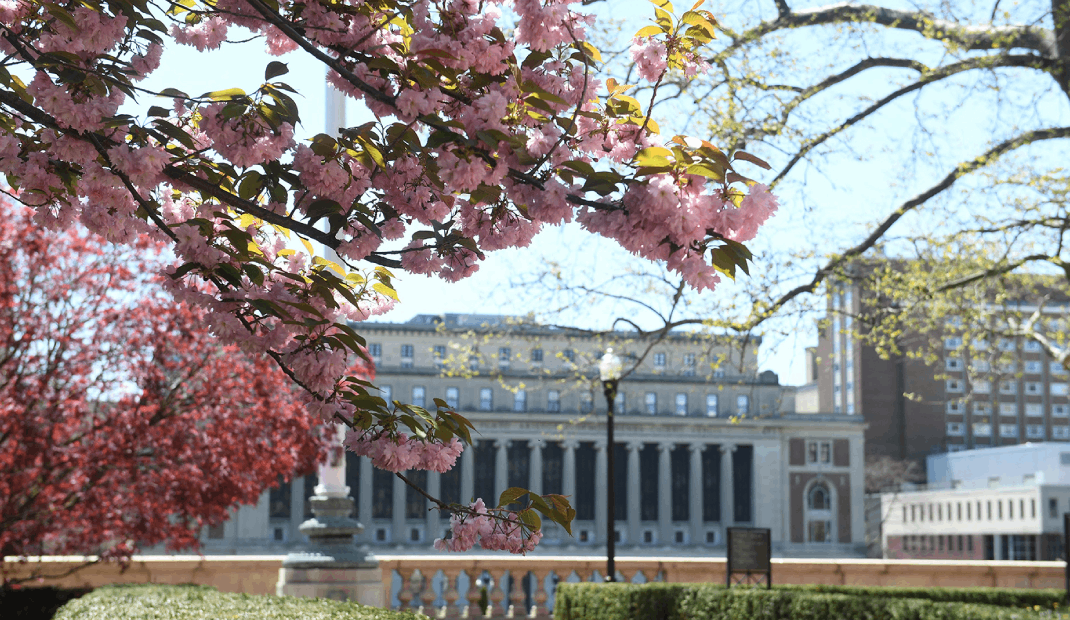 Butler Library with cherry blossoms
