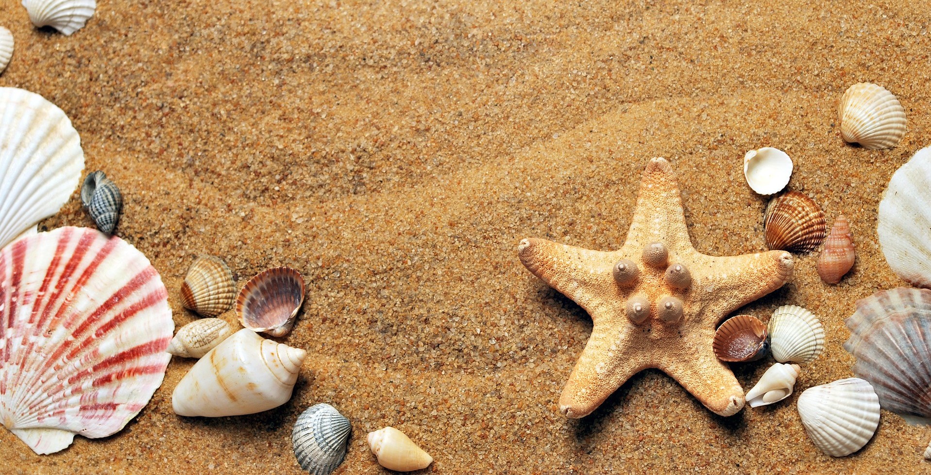 Shells on sand at a beach